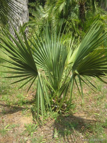 File:Sabal glabra-IMG 3018 lokrun.jpg