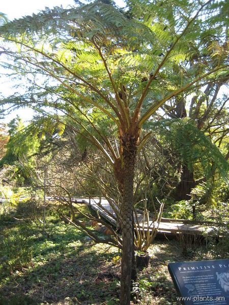 File:Sphaeropteris cooperi-IMG 6978 sfbg0308.jpg