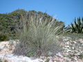 Thumbnail for version as of 15:01, 11 September 2007