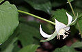 Flower on long peduncle.
