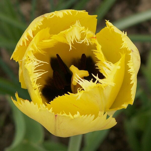 File:1022px-Yellow fringed tulip.jpg