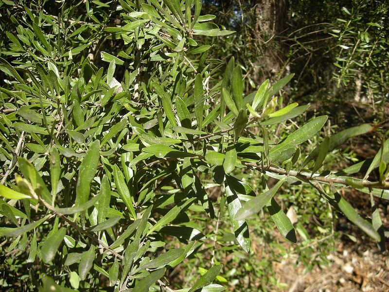 File:1024px-Bursaria spinosa foliage.jpg
