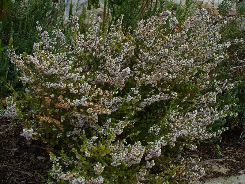 File:1024px-Erica bolusiae var bolusiae.jpg