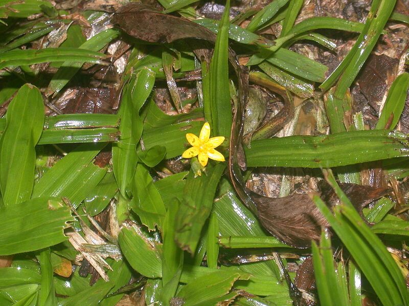 File:1024px-Hypoxis.jpg