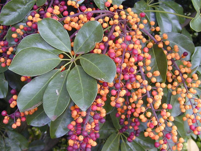 File:1024px-Starr 020108-0009 Schefflera arboricola.jpg