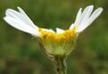 Thumbnail for version as of 09:09, 29 April 2025