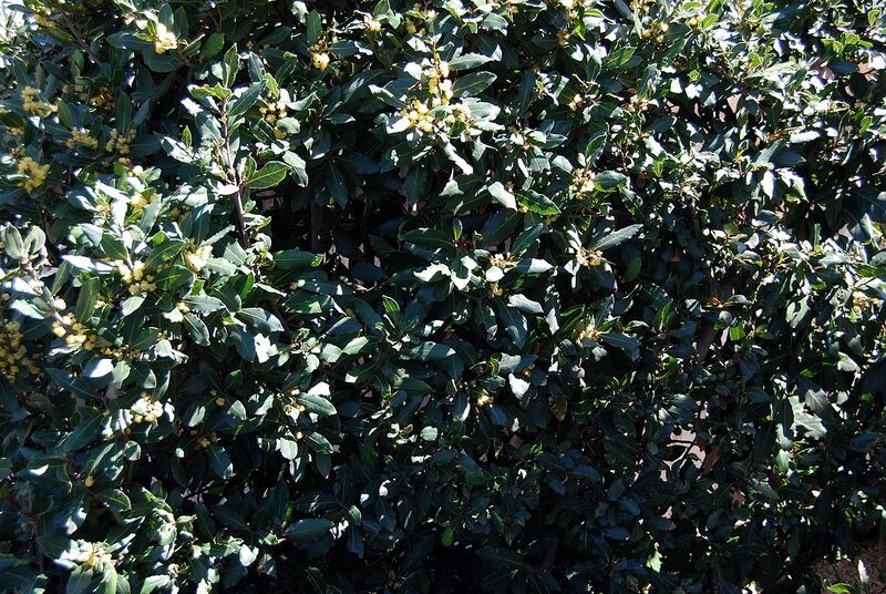 File:1280px-Bayleafbush3800ppx.JPG