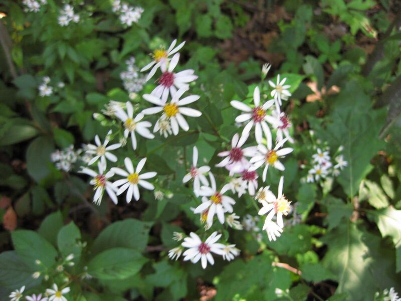 File:1280px-IMG 0352 nybg09.jpg