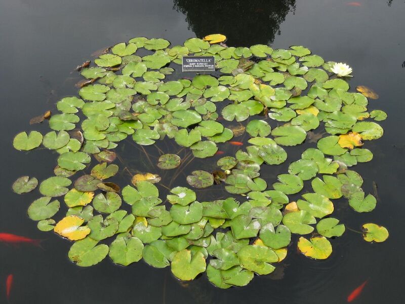 File:1280px-IMG 0758 bbg09.jpg