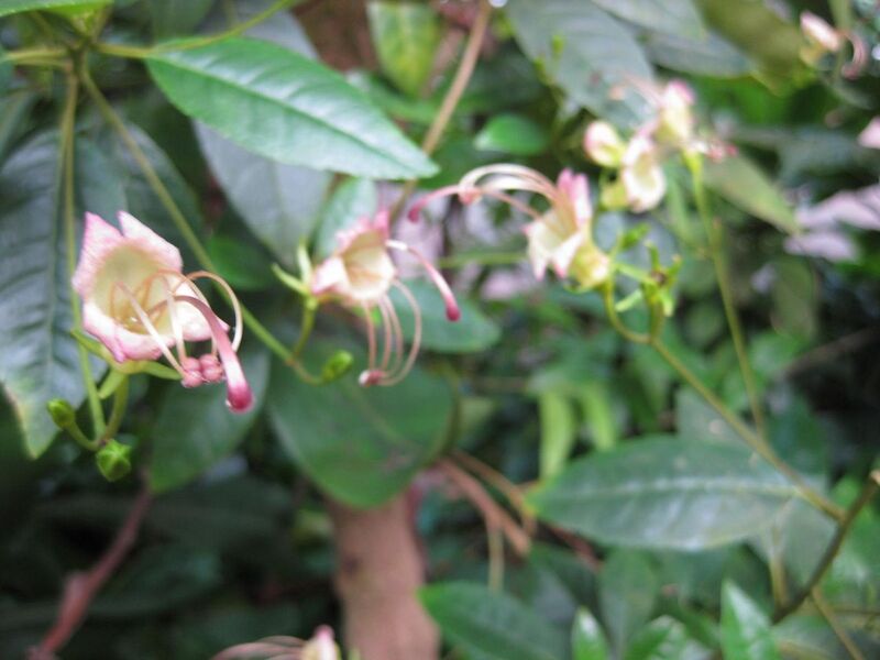 File:1280px-IMG 1714 hunt09oct.jpg