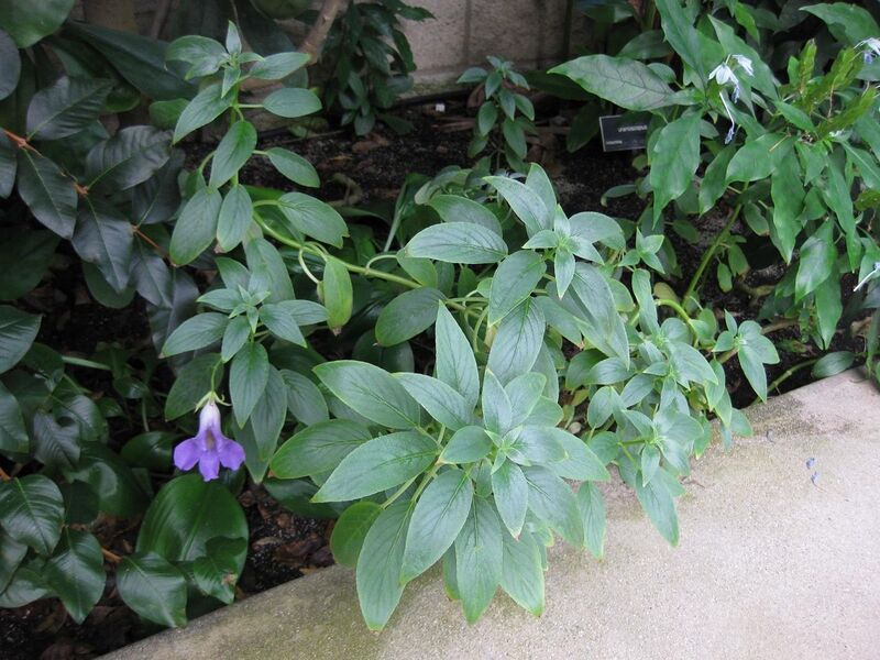 File:1280px-IMG 1789 hunt09oct.jpg