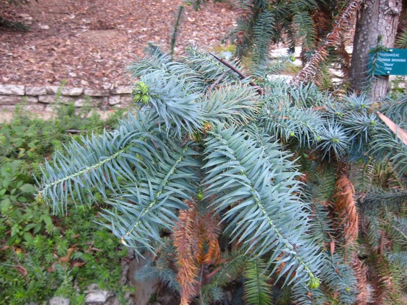 File:1280px-IMG 2607 ucla09.jpg