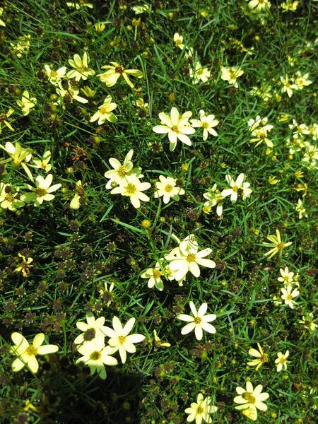 File:576px-IMG 0118 nybg09.jpg