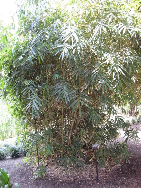 File:576px-IMG 4204 hunt0904.jpg