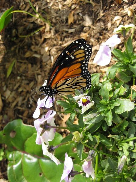 File:576px-IMG 5299 hunt0904.jpg