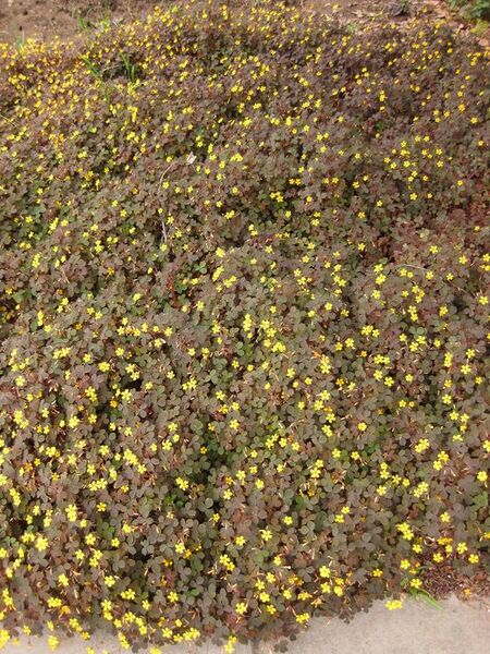 File:576px-IMG 6889 hunt09jun.jpg