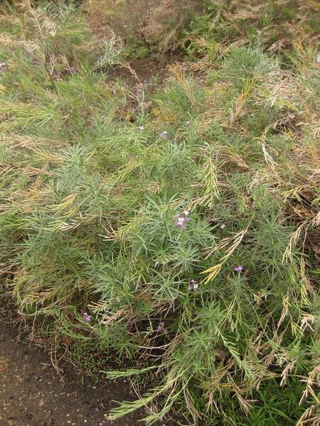 File:576px-IMG 6955 hunt09jun.jpg