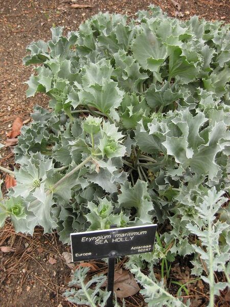 File:576px-IMG 6956 hunt09jun.jpg