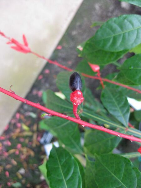 File:576px-IMG 7528 hunt09jun.jpg