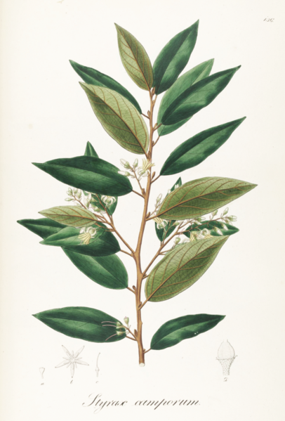 File:693px-Styrax camporum Pohl136.png