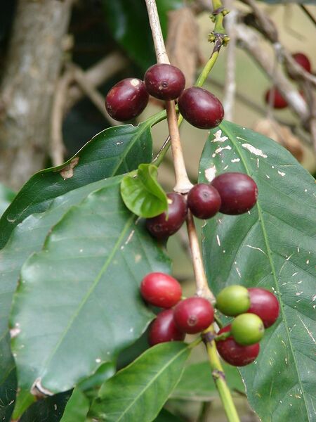 File:768px-Starr 070617-7326 Coffea arabica.jpg