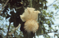 Baobab flower