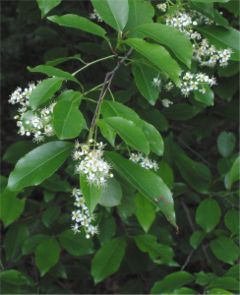 Black Cherry flowers and leaves