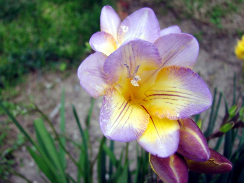 File:Freesia with buds-1092.jpg