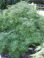 Acer palmatum var. dissectum