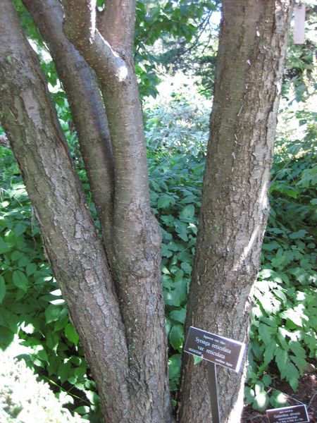 File:IMG 0165 nybg09.jpg