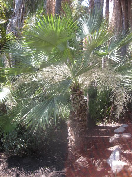 File:IMG 2063 hunt0903.jpg