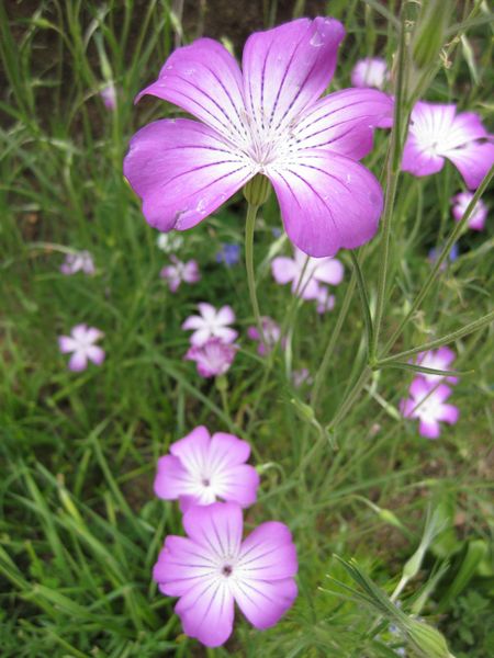 File:IMG 5181 hunt0904.jpg