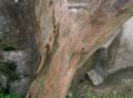 Close-up of bark (L. indica)