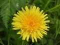 Thumbnail for version as of 05:24, 2 July 2007