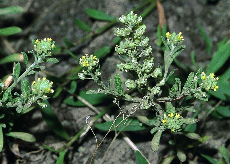 File:1024px-Alyssum allyssoides eF.jpg