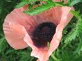 Thumbnail for version as of 09:01, 29 April 2025