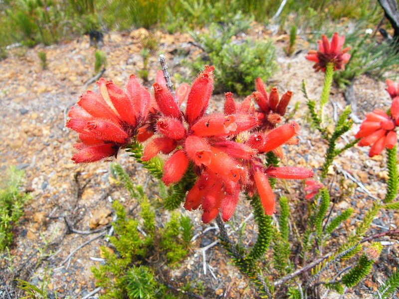 File:1280px-Erica cerinthoides flower.JPG