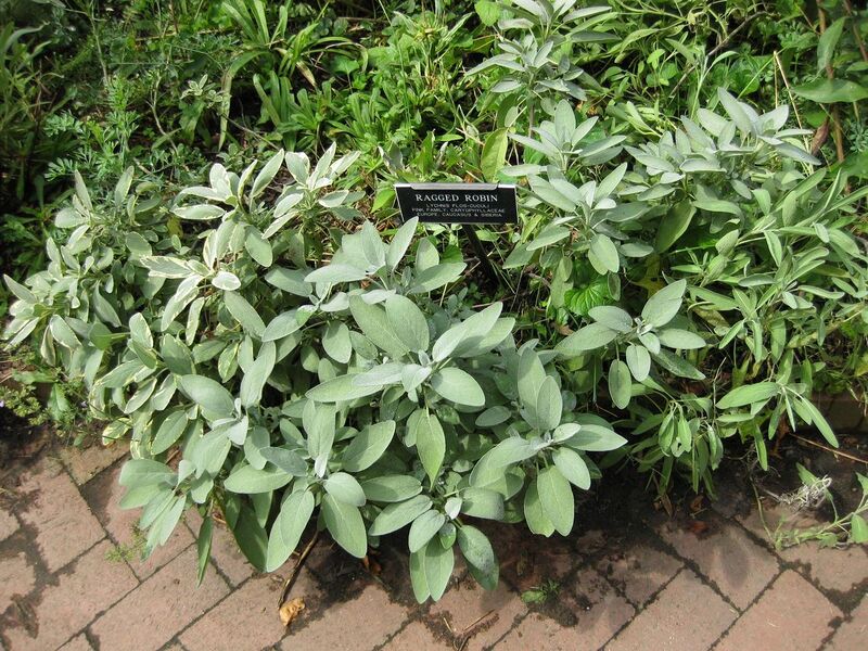 File:1280px-IMG 0683 bbg09.jpg