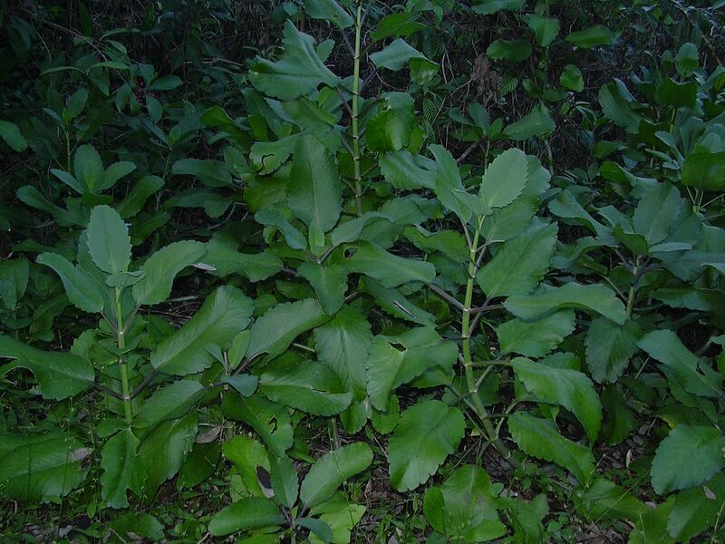File:1280px-Starr 031108-3187 Kalanchoe pinnata.jpg
