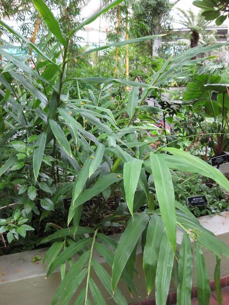 File:576px-IMG 0934 bbg09.jpg