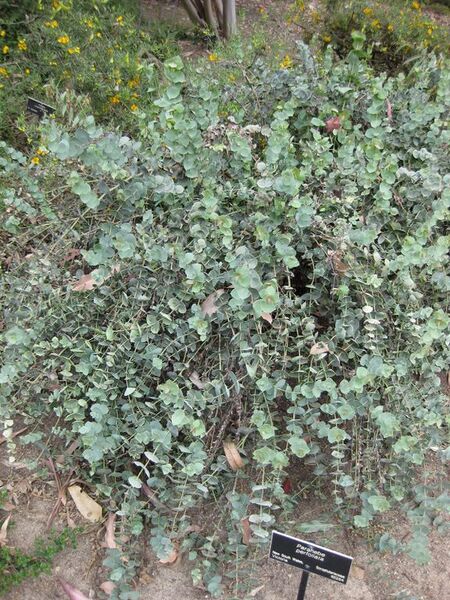 File:576px-IMG 4893 hunt0904.jpg