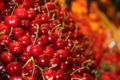 Ripe cherries, stacked and on display for sale on a market in Barcelona