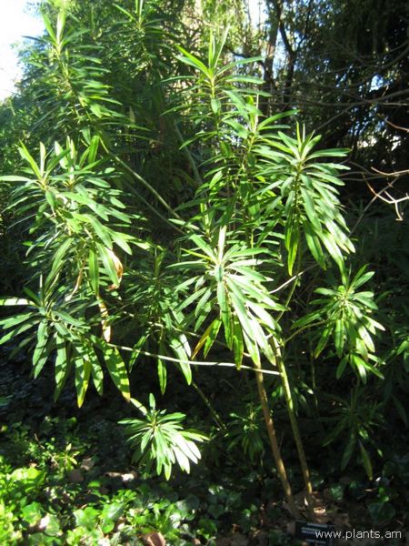 File:Euphorbia mellifera-IMG 7672 sfbg0308.jpg