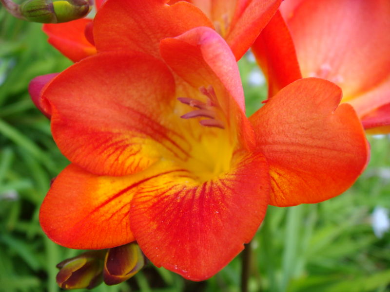 File:Freesia-5388.jpg