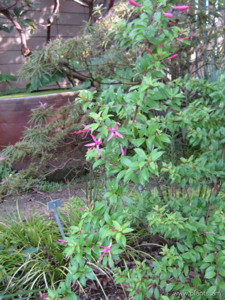 File:Fuchsia glazioviana-IMG 7612 sfbg0308.jpg