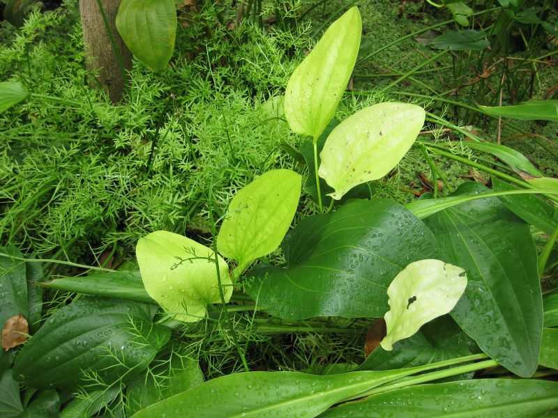File:IMG 0987 bbg09.jpg