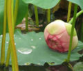 An opening blossom