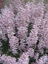 Heuchera elegans