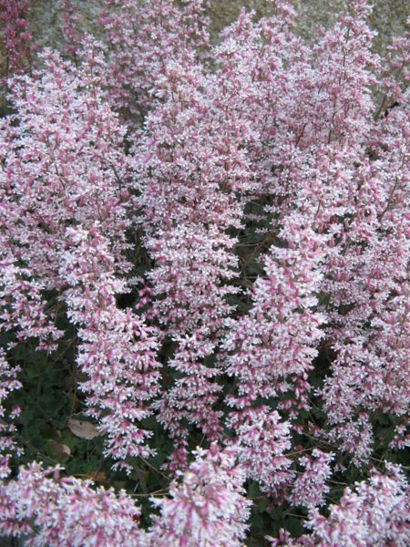 File:San Gabriel Mountains coralbells.jpg