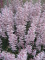 Heuchera Coral bells
